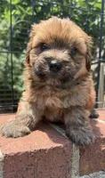 teddy bear (yorkie x shihtzu), a male Shorkie for sale in Winston-Salem, NC – 6 of 10