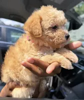 GIGI (maltipoo), a female Maltese and Poodle - Toy  for sale in Winston-Salem, NC – 2 of 4