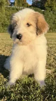 holly (sheepadoodle) (doodle puppy), a female Old English Sheepdog and Poodle - Standard  for sale in Winston-Salem, NC – 6 of 8