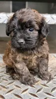 Marley (toy yorki-poo, a male Yorkshire Terrier and Poodle - Toy  for sale in Winston-Salem, NC – 3 of 5