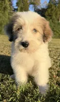 holly (sheepadoodle) (doodle puppy), a female Old English Sheepdog and Poodle - Standard  for sale in Winston-Salem, NC – 4 of 8