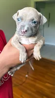 papi, a male American Pit Bull Terrier for sale in Winston-Salem, NC – 4 of 7