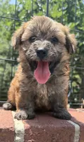 papa bear , a male Shorkie for sale in Winston-Salem, NC – 6 of 7
