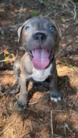 marlo (blue brindle pitbull puppy), a male American Pit Bull Terrier for sale in Greensboro, NC – 3 of 9