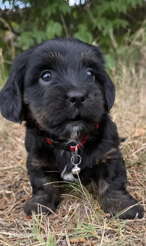 mya (shiweenie) – Shih Tzu, Miniature Dachshund puppy for sale in Greensboro, NC