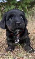 mya (shiweenie), a female Shih Tzu and Miniature Dachshund for sale in Greensboro, NC – Photo 1 of 10
