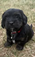 mya (shiweenie), a female Shih Tzu and Miniature Dachshund for sale in Greensboro, NC – Photo 2 of 10