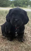 mya (shiweenie), a female Shih Tzu and Miniature Dachshund for sale in Greensboro, NC – Photo 3 of 10