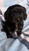 mya (shiweenie), a female Shih Tzu and Miniature Dachshund for sale in Greensboro, NC – Photo 10 of 10