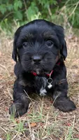 mya (shiweenie), a female Shih Tzu and Miniature Dachshund for sale in Greensboro, NC – Photo 8 of 10
