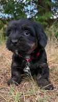 mya (shiweenie), a female Shih Tzu and Miniature Dachshund for sale in Greensboro, NC – Photo 4 of 10