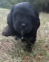 mya (shiweenie), a female Shih Tzu and Miniature Dachshund for sale in Greensboro, NC – Photo 5 of 10