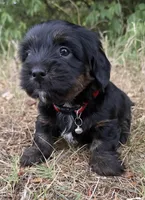 mya (shiweenie), a female Shih Tzu and Miniature Dachshund for sale in Greensboro, NC – Photo 9 of 10