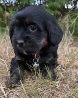 mya (shiweenie), a female Shih Tzu and Miniature Dachshund for sale in Greensboro, NC – Photo 6 of 10