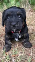 mya (shiweenie), a female Shih Tzu and Miniature Dachshund for sale in Greensboro, NC – Photo 7 of 10