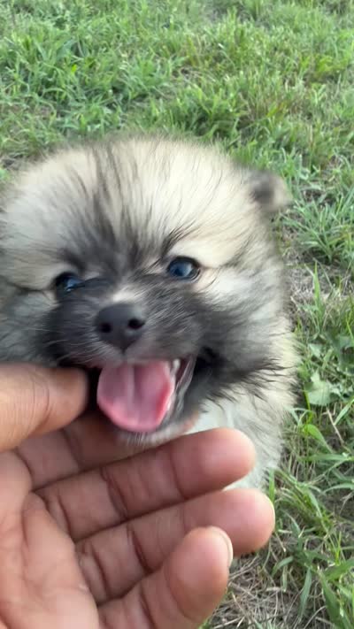 Nala, a female Pomeranian for sale in Winston-Salem, NC – 9 of 9