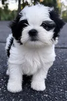 IVY (shih-poo), a female Shih Tzu and Poodle - Toy  for sale in Winston-Salem, NC – 1 of 1
