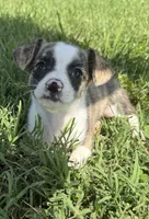 milo (chug puppy), a male Chihuahua and Pug for sale in Winston-Salem, NC – 3 of 8