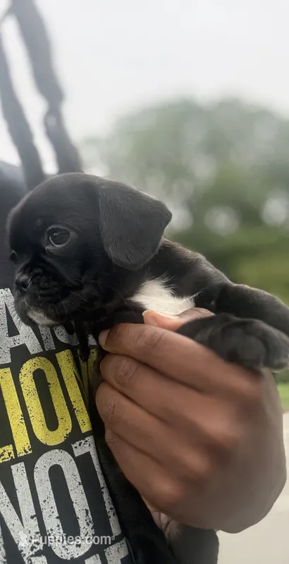 mia – Chihuahua, Pug puppy for sale in Winston-Salem, NC