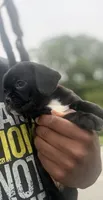 mia, a female Chihuahua and Pug for sale in Winston-Salem, NC – 1 of 5