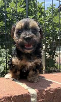 lemon (shorkie), a female Shih Tzu and Yorkshire Terrier for sale in Winston-Salem, NC – 6 of 8