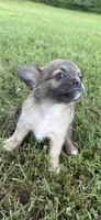 mia (chug puppy), a female Chihuahua and Pug for sale in Winston-Salem, NC – 6 of 9