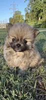 Lucy, a female Pomeranian for sale in Winston-Salem, NC – 3 of 9
