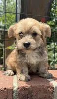 marlo (shorkie), a male Shih Tzu and Yorkshire Terrier for sale in Winston-Salem, NC – 2 of 7
