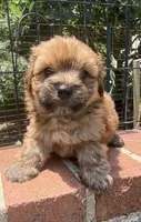 teddy bear (yorkie x shihtzu), a male Shorkie for sale in Winston-Salem, NC – 7 of 10