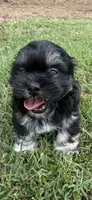 lulu, a female Shih Tzu and Poodle - Toy  for sale in Winston-Salem, NC – 3 of 8