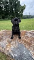 Nala, a female Pug for sale in Winston-Salem, NC – 8 of 9
