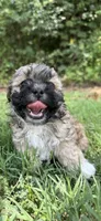LILY, a female Shih Tzu and Poodle - Toy  for sale in Winston-Salem, NC – 3 of 8