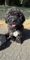 Mia (toy cavapoo), a female Cavapoo for sale in Winston-Salem, NC – 4 of 8