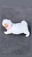 Lulu, a female Maltipoo for sale in Winston-Salem, NC – 8 of 10