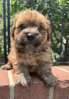 teddy bear (yorkie x shihtzu), a male Shorkie for sale in Winston-Salem, NC – 9 of 10