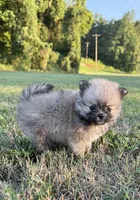 Lucy, a female Pomeranian for sale in Winston-Salem, NC – 6 of 9