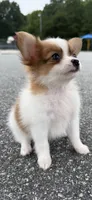 Mochi (long haired chihuahua), a male Chihuahua for sale in Winston-Salem, NC – 5 of 8