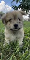 jojo, a male Pomeranian and Shih Tzu for sale in Winston-Salem, NC – 4 of 4