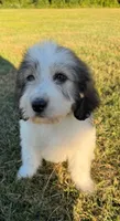 bella (sheepadoodle) (doodle puppy) , a female Old English Sheepdog and Poodle - Standard  for sale in Winston-Salem, NC – 2 of 6