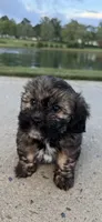 mya, a female Shih Tzu and Yorkshire Terrier for sale in Winston-Salem, NC – 5 of 9