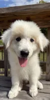 joey, a male Australian Shepherd and Great Pyrenees for sale in Winston-Salem, NC – 5 of 5