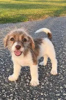 LaLa, a female Jack Russell Terrier and Yorkshire Terrier for sale in Winston-Salem, NC – 5 of 6