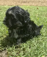 lulu, a female Shih Tzu and Poodle - Toy  for sale in Winston-Salem, NC – 6 of 8