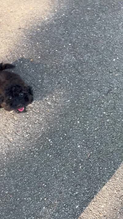 mia (toy cavapoo), a female Cavalier King Charles Spaniel and Poodle - Toy  for sale in Winston-Salem, NC – 9 of 9