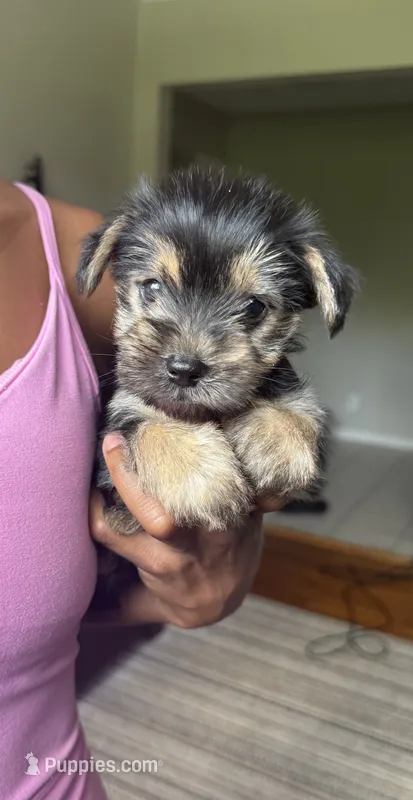julie (snorkie) – Miniature Schnauzer, Yorkshire Terrier puppy for sale in Winston-Salem, NC
