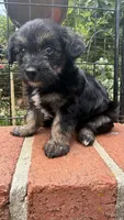 lili (shorkie), a female Shih Tzu and Yorkshire Terrier for sale in Winston-Salem, NC – 5 of 5