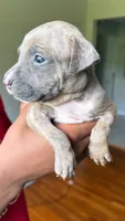 papi, a male American Pit Bull Terrier for sale in Winston-Salem, NC – 3 of 7
