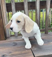 miss betty , a female Basset Hound and Dachshund for sale in Greensboro, NC – 9 of 10