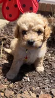 Luke, a male Poodle - Toy  for sale in Greensboro, NC – 10 of 10
