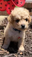 Luke, a male Poodle - Toy  for sale in Greensboro, NC – 3 of 10